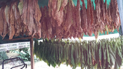 Tabaksamen 5x1000 Echter Rauchtabak 5 Sorten Virginia, Red Front, Orient Xanthi, Baden Geudertheimer Fresh. Ernte 2025