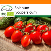 SAFLAX - Garden in the Bag - BIO - Tomate - Roma - 15 Samen - Mit Anzuchtsubstrat Im Praktischen, Selbst Aufstellenden Beutel - Solanum Lycopersicum