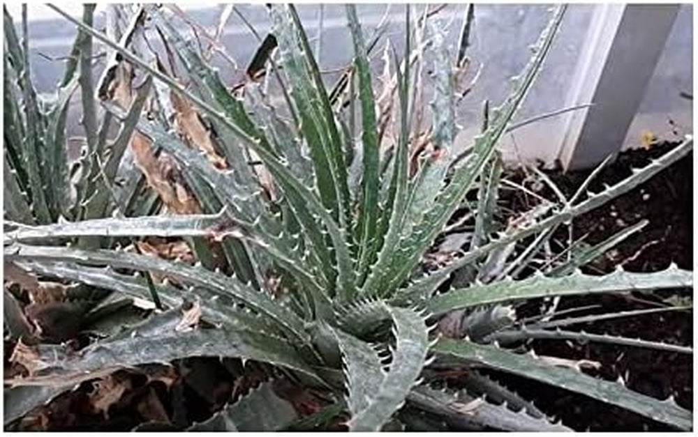 Stk - 10X Hechtia Montana Bromelie Garten Pflanzen - Samen ID577 -