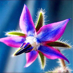 Samen 20 Stück Borago Officinalis Exotische Blumensamen Outdoor-Blumengarten Schön und hell (Liu Li Ju): 13