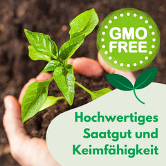 Cosmos Sensation Mix 1g Samen, Cosmos Mix Sommerblumen, Gartenpflanzen Balkonpflanzen, Blumensamen