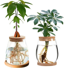 Stație de creștere a plantelor hidroponice, 12 x 11 cm, vază pentru semințe de avocado, ghiveci din sticlă, vază hidroponică din sticlă pentru plante acvatice sau flori, decor de masă pentru birou, 2 bucăți