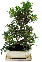 Exotenherz Bonsai - Pistacia Lentiscus - Mastixtrauch - Wilde Pistazie - Ca. 10 Jahre Alt