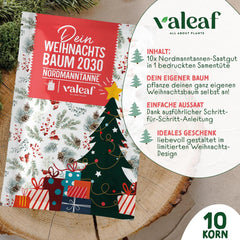 Weihnachtsbaum 2030 – Nordmann Weihnachtsbaumsamen zum Pflanzen eines Weihnachtsbaumes, ideal als Wichtelgeschenk zu Weihnachten