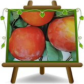 Pflaumen Autumn Giant - Obstpflanze Alte Frucht Auf Blumentopf 20 Baum Max 170 Cm – 2 Jahre Anbau Italien