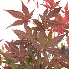 Bloomique - Acer Palmatum Atropurpureum - Japanischer Ahorn - Buntes Laub - Gartenpflanzen - Winterhart - 50-70 Cm Hoch - Topf 19 Cm