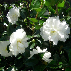 Set mit 3 Camellia Gardeners Dream (Rot, Weiß und Rosa) – winterharte immergrüne blühende Sträucher – winterharte Gartenpflanzen – winterharte Balkonpflanzen – winterharte Topfpflanzen