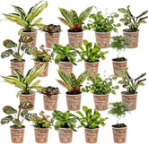 Vdvelde.Com - Mini Plants 20-20 Farne Und Zimmerpflanzen - Ø 6 Cm ↥ Ca. 10 Cm - Ohne Töpfe
