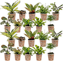 Vdvelde.Com - Mini Plants 20-20 Farne Und Zimmerpflanzen - Ø 6 Cm ↥ Ca. 10 Cm - Ohne Töpfe