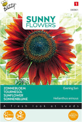 Sonnige Blumen, Sonnenblumen, Abendsonne