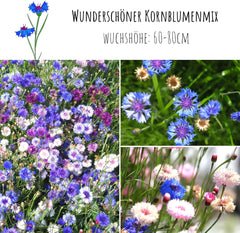 Centaurea cyanus Samen – Wunderschöne und lebendige Blüten mit langer Blütezeit für eine bunte Blumenwiese (Mischung, 1000 Samen, 80 cm)
