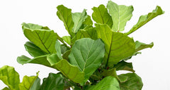 Trendyplants - Ficus Lyrata Verzweigt - Tabakpflanze - Zimmerpflanze - Höhe 170-190 Cm - Topfgröße Ø30Cm