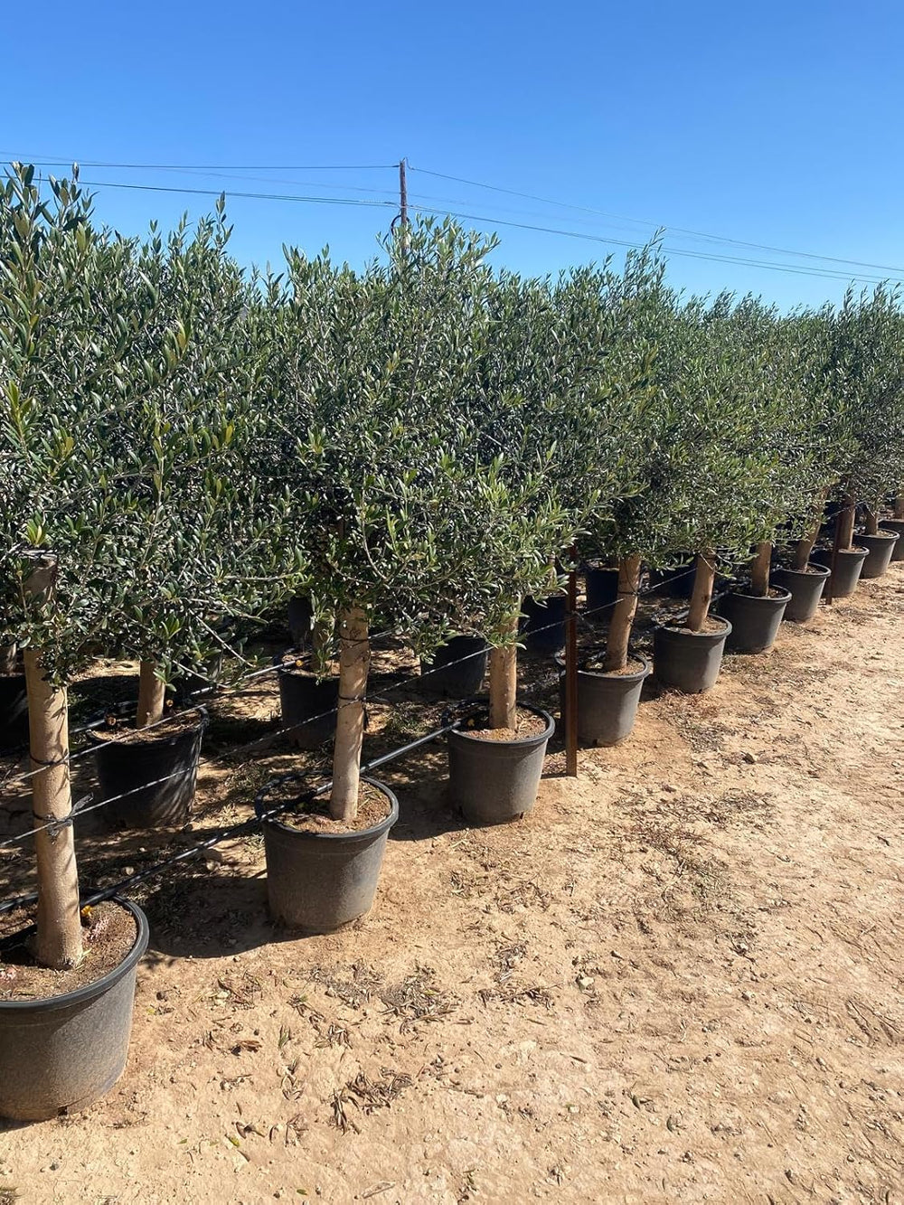 Sunny Tree Olivenbaum Olive '25 Jahre' 160 Cm, A+ QualitÀt, Winterhart, Olea Lechin Winterhart -18