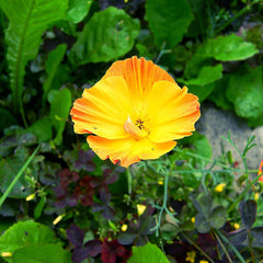 Kalifornischer Mohn-Mix (Eschscholzia californica) – Wunderschön blühender Mohn mit langer Blütezeit für eine bunte Blumenwiese (Kalifornischer Mohn)