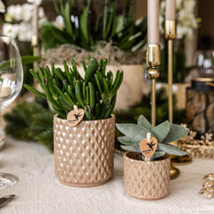 Kolibri Greens | Groene Plant - Sukkulente Crassula Hobbit - Grüne Zimmerpflanze - Frisch Aus Der Gärtnerei - Ø9Cm