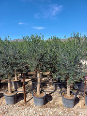 Sunny Tree Olivenbaum Olive '25 Jahre' 160 Cm, A+ QualitÀt, Winterhart, Olea Lechin Winterhart -18