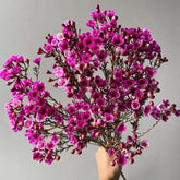 Chamelaucium Uncinatum Garten Baumsamen Bonsai Gartendeko Für Draußen Schnell Wachsende Sträucher Winterharte Kübelpflanzen Blumensamen Gastgeschenk Topfpflanzen Nachhaltige Geschenke 300Samen