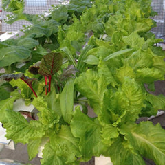 1-lagiges Hydrokultur-Anbauset mit 54 Pflanzgefäßen, erdlose PVC-Pflanzenanbausysteme mit Wasserpumpe, Hydrokultur-Anbausets für den Anbau von Gemüse und Obst auf Balkonen, Gärten, Terrassen und Hinterhöfen