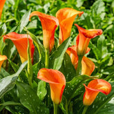 Calla-Zwiebeln, winterhart, mehrjährig – Zantedeschia Orange Passion (Orange) – 5 große Blumenzwiebeln – echte Holland-Pflanzen – für Garten und Töpfe (keine Samen, nicht künstlich)
