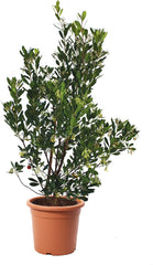 KENTIS - Erdbeeren (Arbutus unedo) – Winterharte Pflanzen für den Garten – Immergrüne, echte Pflanze – Höhe 80-100 cm, Topf Ø 24 cm
