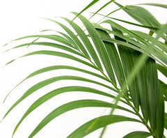 Trendyplants - Kentia Palme - Howea Forsteriana - Zimmerpflanze - Höhe 150-170 Cm - Topfgröße Ø21Cm