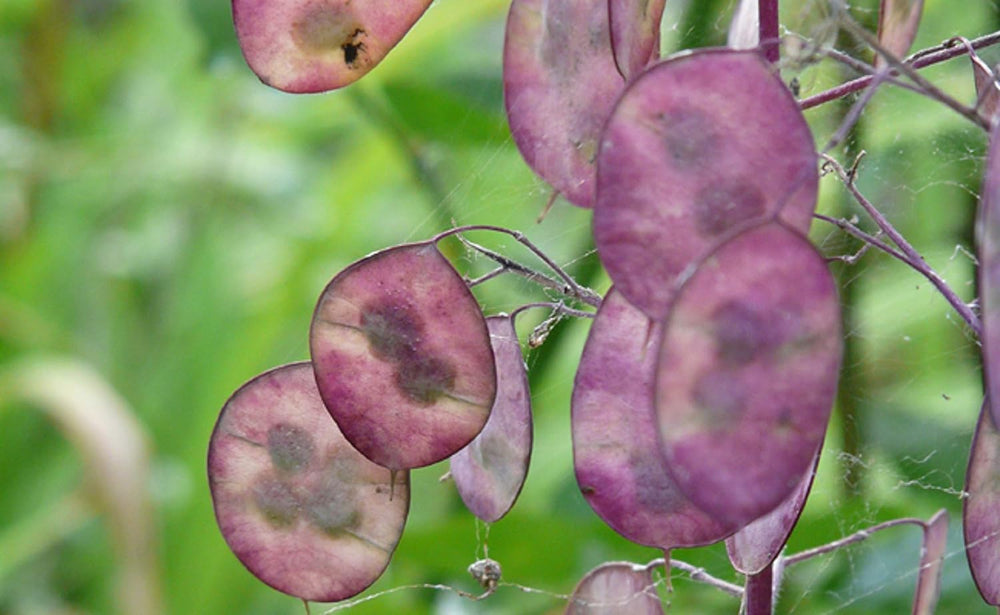 25 Samen für Papes – uralte Gartenblühpflanze – reproduzierbare Samen für Landwirte, halbwild