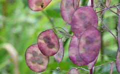 25 Samen für Papes – uralte Gartenblühpflanze – reproduzierbare Samen für Landwirte, halbwild