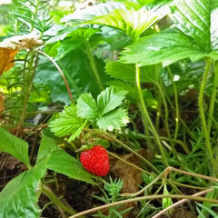 Magic Garden Seeds - SamentĂĽte Wilderdbeere/Walderdbeere (Fragaria Vesca) - Ca. 300 Obstsamen - Aromatische, Alte Sorte - Obst Samen - Garten Geschenk