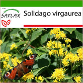 SAFLAX - Heilpflanzen - Echte Goldrute - 100 Samen - Mit Keimfreiem Anzuchtsubstrat - Solidago Virgaurea