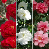 Set mit 3 Camellia Gardeners Dream (Rot, Weiß und Rosa) – winterharte immergrüne blühende Sträucher – winterharte Gartenpflanzen – winterharte Balkonpflanzen – winterharte Topfpflanzen