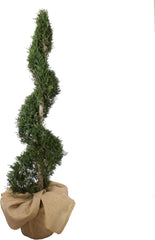 KENTIS - Cupressocyparis Leylandii - Drei Ball Zypressen - Echte Winterharte Pflanzen Für Garten - H 140-160 Cm Topf Ø 30 Cm