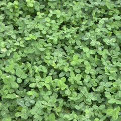 R&R SHOP - Rasensamen, Mikro-Klee Trifolium Repens, Kein Mähen Erforderlich, Begehbar Und Bodendecker (200G â 50M²)