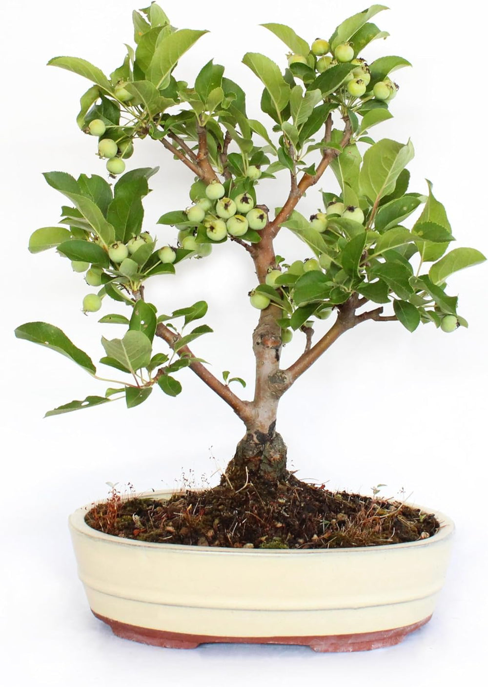 KENTIS - Apfelbaum Bonsai - Malus Evereste - Echte Bonsai Obstbaum - Winterharter Outdoor Pflanzen - Hoch 35-45 Cm Keramiktopf 26 Cm