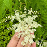 Sorbaria Sorbifolia, Fiederspiere, Blühende Sträucher Winterhart Winterharte Für Garten Exotische Blumensamen 200Samen
