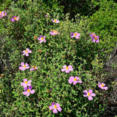 Zistrose Exotische Bio Grünpflanzen Cistus Creticus Seltene Büropflanzen Balkonpflanzen Frühlingsblumen Winterharte Kübelpflanzen Topfpflanzen Nachhaltige Geschenke 250Samen