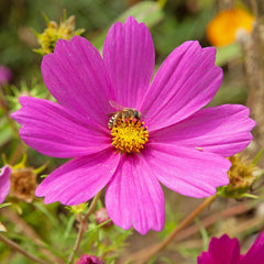 Cosmos-Samen (gefleckt): Premium-Cosmos-Samen für 100 blühende Cosmos-Pflanzen – Essbare Blumensamen – Bunte Blumensamen – Wildblumensamen von OwnGrown