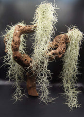 Tillandsia Usneoides, Tillandsien, Bromeliengewächs