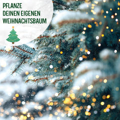 Weihnachtsbaum 2030 – Nordmann Weihnachtsbaumsamen zum Pflanzen eines Weihnachtsbaumes, ideal als Wichtelgeschenk zu Weihnachten