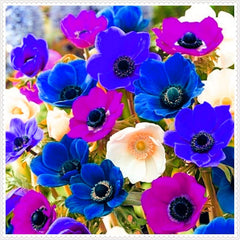Blumenzwiebelmischung, Mystery Magic-Zwiebel, winterharte Pflanzung, winterharte mehrjährige Blumenzwiebel, winterharte Blumenzwiebeln – 3 Orchideenzwiebeln
