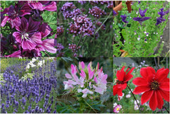 Unsere Lieblingspflanzen: Stauden und Sommerblumen für Blumenliebhaber (Bio) – Samen-Geschenkset mit 6 schönen Sorten für eine wilde Blumenexplosion – macht glücklich!