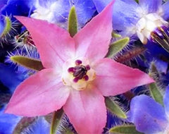 Samen 20 Stück Borago Officinalis Exotische Blumensamen Outdoor-Blumengarten Schön und hell (Liu Li Ju): 13