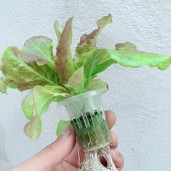 Hydrokultur-Anbauset, PVC-Hydrokultur-Anbausystem, 2 Schichten, 72 Löcher, Hydrokultur-System, Anbauset, erdlose Pflanzenanbausysteme, erdloses Hydrokultur-Anbausystem im Wasser