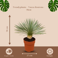 Trendyplants - Yucca Rostrata Am Stamm - Winterhart - Gartenpflanze - Höhe 60-80 Cm - Topfgröße Ø30Cm