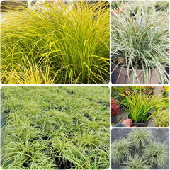 Carex Oshimensis Evergold Gartenpflanzen Für Draußen Balkonpflanzen Gartendeko Für Draußen Steingartenpflanzen Herbst Deko Winterharte Ziergräser Für Kübel Sichtschutz Winterfeste 300Samen