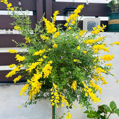 Ginster, Für Sonnige Plätze Cytisus Scoparius, Balkonpflanzen Nachhaltige Geschenke Steingartenpflanzen Winterhart Garten Geschenke Für Frauen 80Samen
