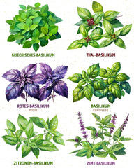 Bio-Basilikumsamen im 6er-Set – 6 Basilikumsamen für den einfachen Anbau im Garten, Balkon oder Hochbeet – Pflanzensamen – Setzlinge