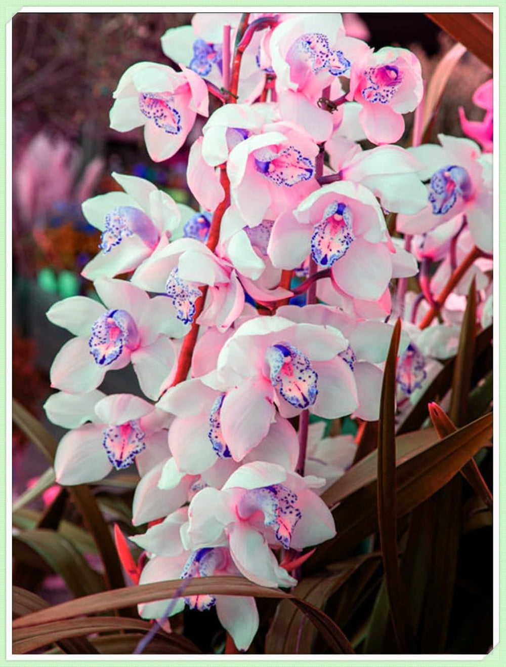 Blumenzwiebelmischung, Mystery Magic-Zwiebel, winterharte Pflanzung, winterharte mehrjährige Blumenzwiebel, winterharte Blumenzwiebeln – 3 Orchideenzwiebeln