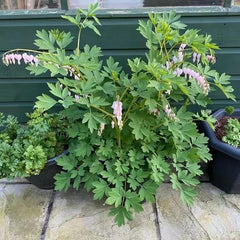 Tränendes Herz, Dicentra Spectabilis - Balkon Blumenwiese Topfblumen Minigarten Bio Balkon Blumendeko Herbst Deko Winterharte Garten Zimmerbonsai Grünpflanzen Balkonpflanzen 40Samen