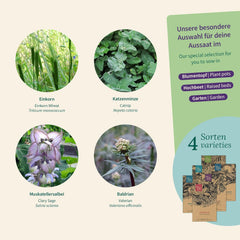 Magic Garden Seeds – Kräuter für Katzen: Katzenminze, Baldrian, Salbei und Katzenminze – Samenbox mit 4 Pflanzen zum Spielen, Knabbern und Entspannen