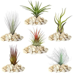 Gärtnertraum: 4 echte Tillandsia-Pflanzen – 4 echte Tillandsia-Luftpflanzen – Terrarienpflanzen – dekorative Terrarienpflanzen – luftreinigende Zimmerpflanzen – dekorative Pflanzen – echte Pflanzen